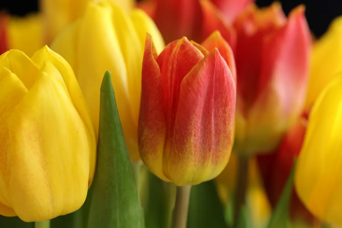 Seasonal Guide to Manor Garden Bulbs: Planting for Spring Color in Historic Grounds
